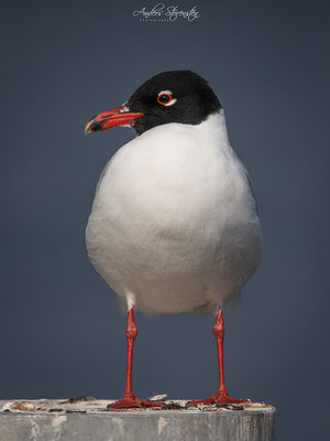 Mediterranean Gull