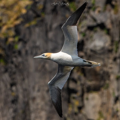 Northern Gannet