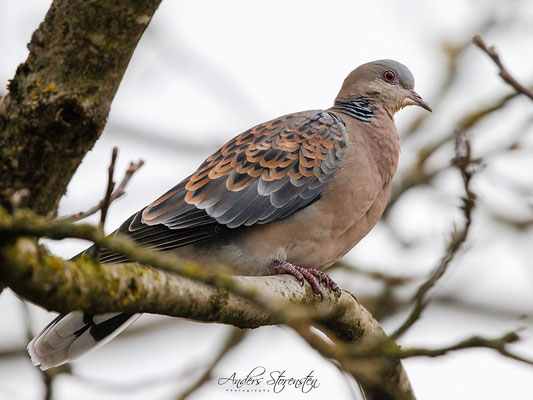 Oriental Turtle Dove