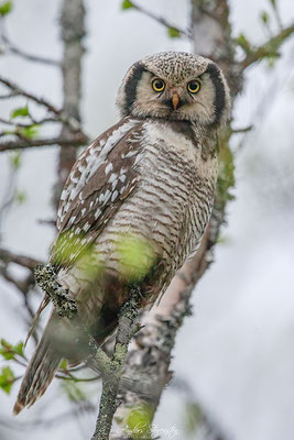 Northern Hawk Owl