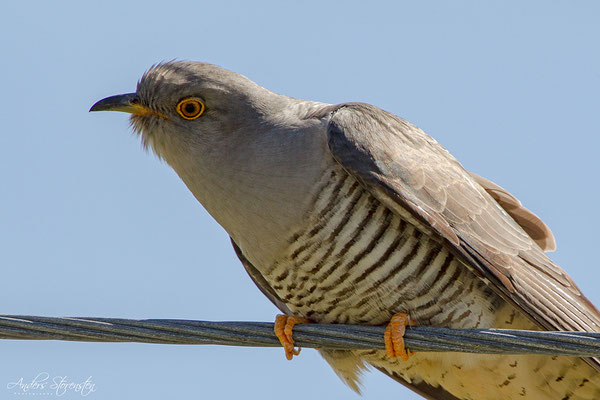 Cuckoo