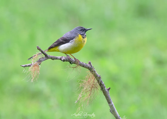 Madeiran Grey Wagtail