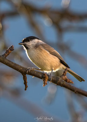 Marsh Tit