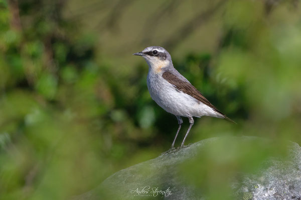 Northern Wheatear