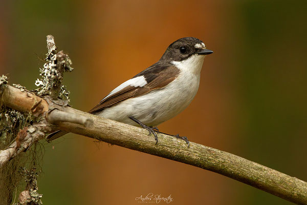 Pied Flycatcher