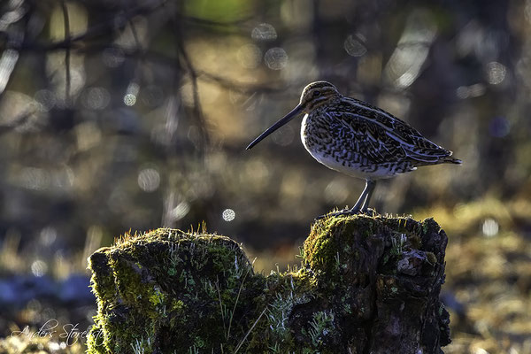 Common Snipe