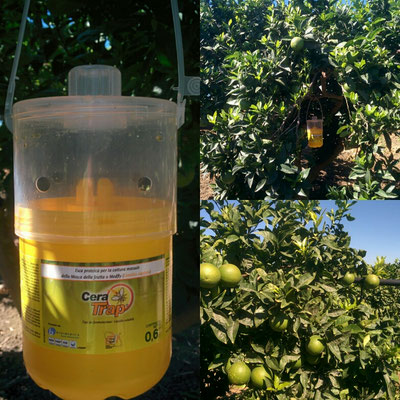 trappole per per mosche su arance navelina