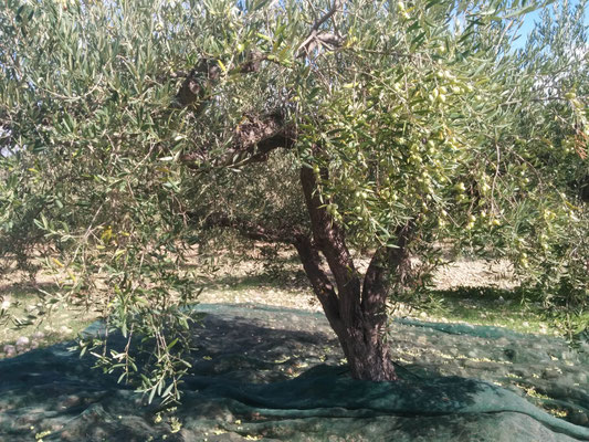 raccolta a mano olive