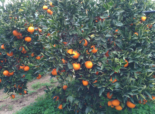 Arance naturali di Ribera