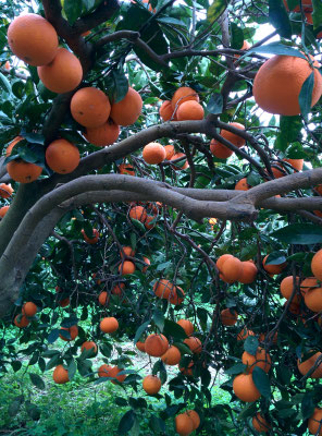 Agrumi di sicilia