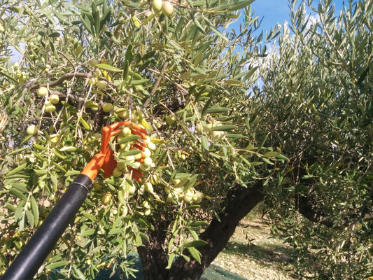 olive biancolilla raccolta