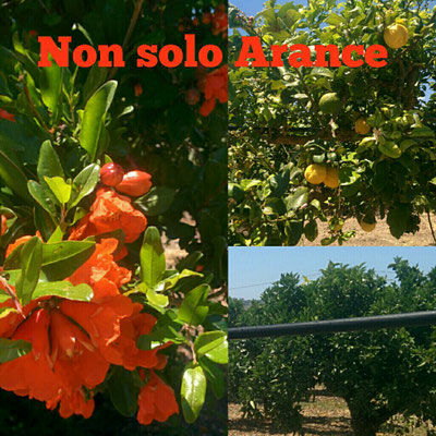 Arance siciliane 