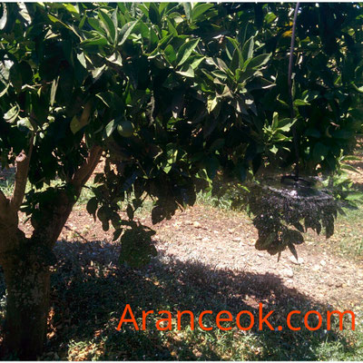 Irrigazione arance ribera