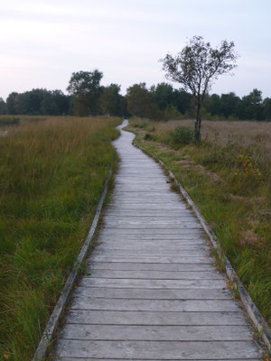 Der Bohlenweg am Ewigen Meer