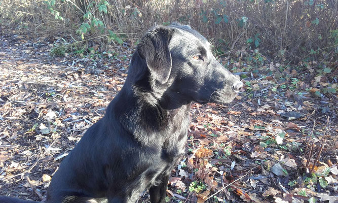 Danny mit 1.5 Jahren auf der Jagd in Belgien