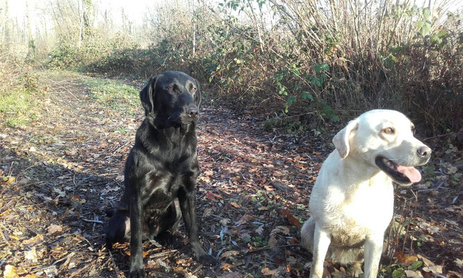 Danny und Ivy mit 1.5 Jahren auf der Jagd in Belgien