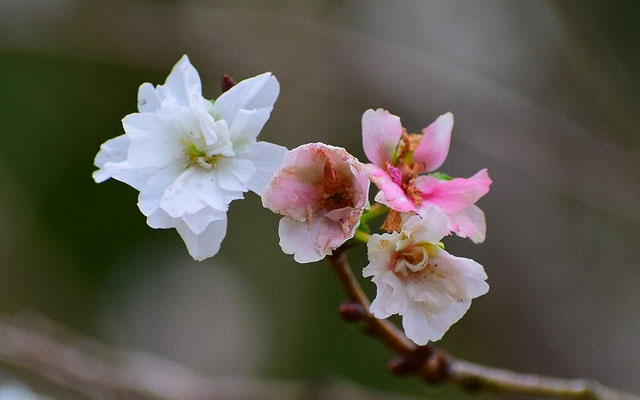 十月桜　2021年10月10日