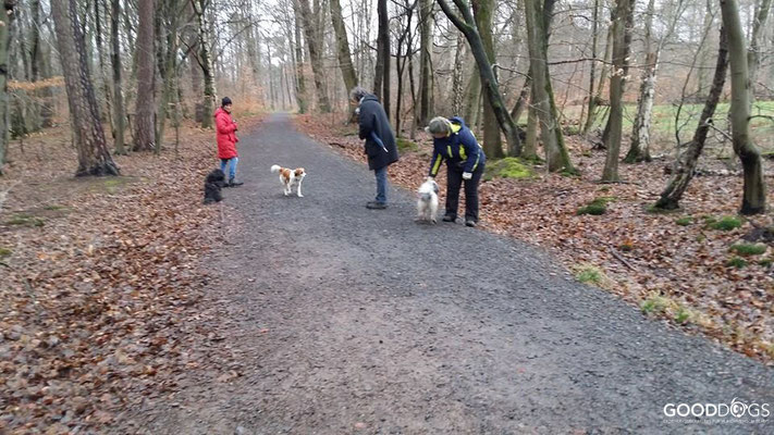 Hundeschule GOOD DOGS - Erziehung - Beschäftigung - Winterspaziergänge - Spaß mit dem Hund - Erziehung
