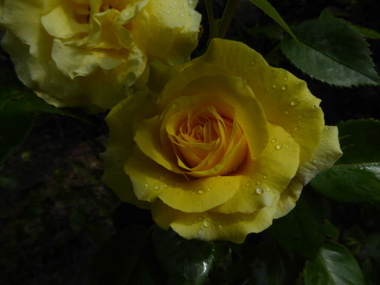 Rose 'Lucia'