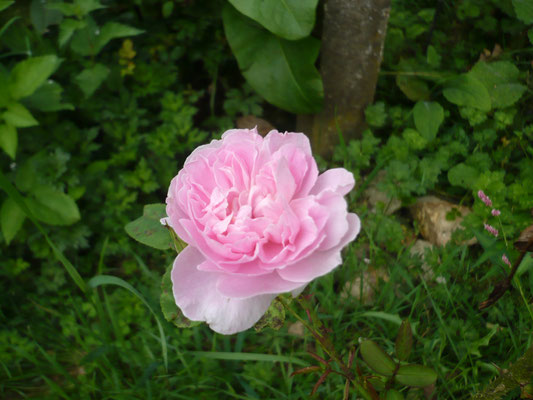 Rose 'Eglantyne'