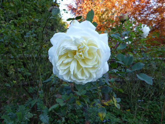 Rose 'Abraham Darby ' 1985