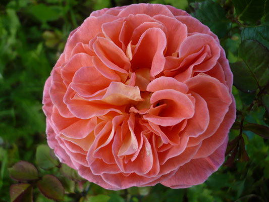 Rose 'Notre Dame du Rosaire'