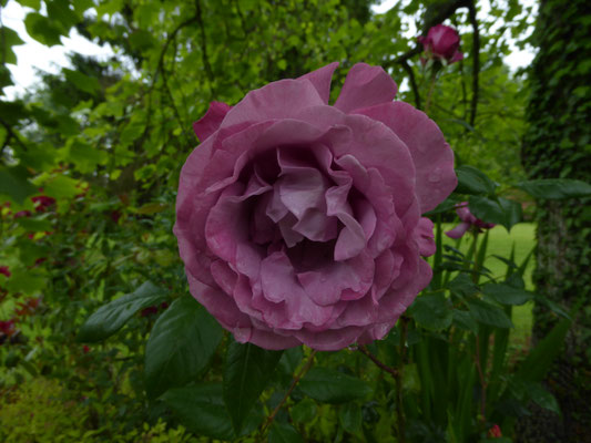 Rose 'Muriel Robin'