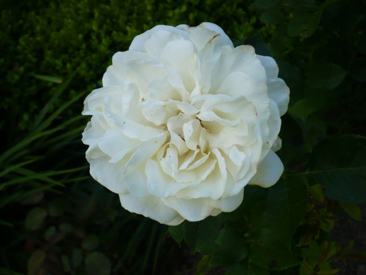 Rose 'Renaissance'