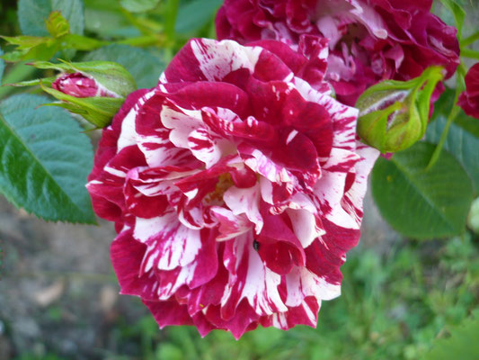 Rose 'Pzazz'