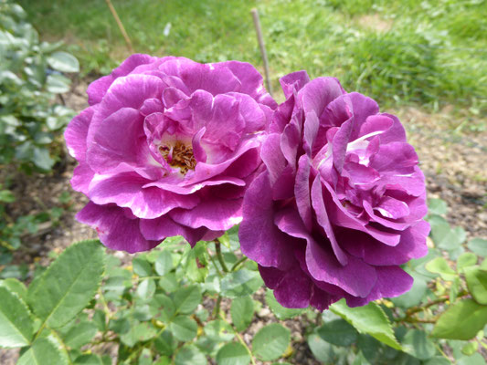 Rose 'Mystérieuse'