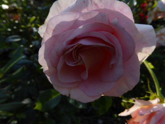 Rose 'Bengali'