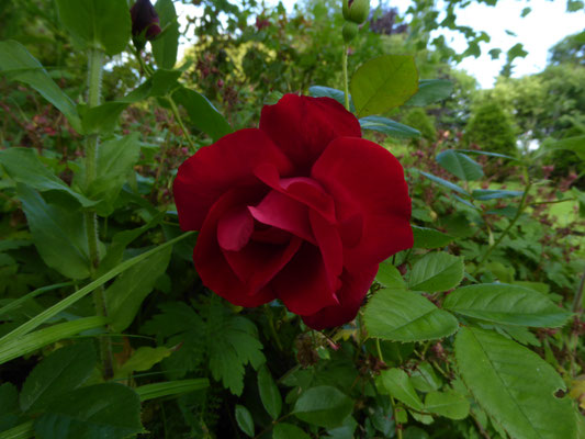 Rose 'Rouge de Chamagneu'