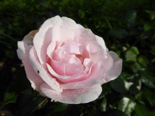 Rose 'Gilles de Brissac'  2013