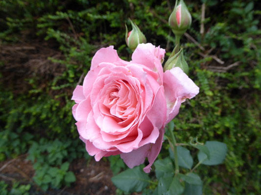 Rose 'Laurent Cabrol'