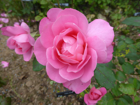 Rose 'Sylvie Vartan'