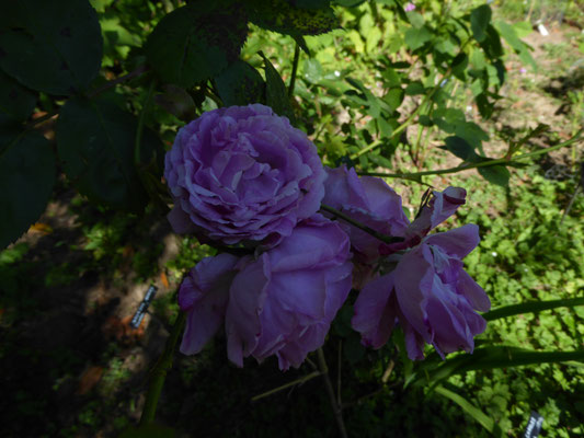 Rose 'Boubon Queen'