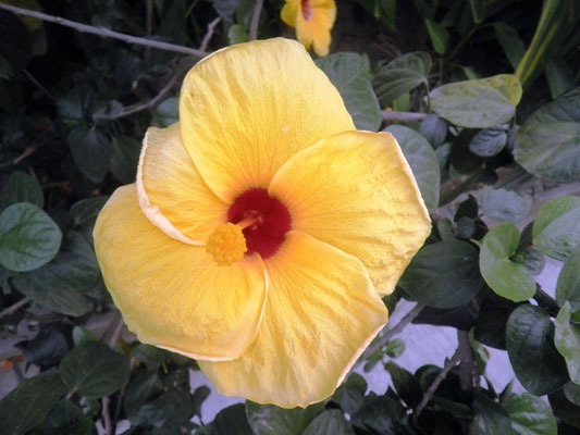 Nature: Hibiscus / Gumamela