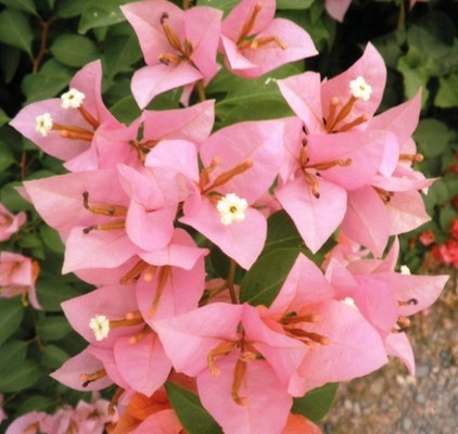 Nature: Bougainvillea / Bonggabilya