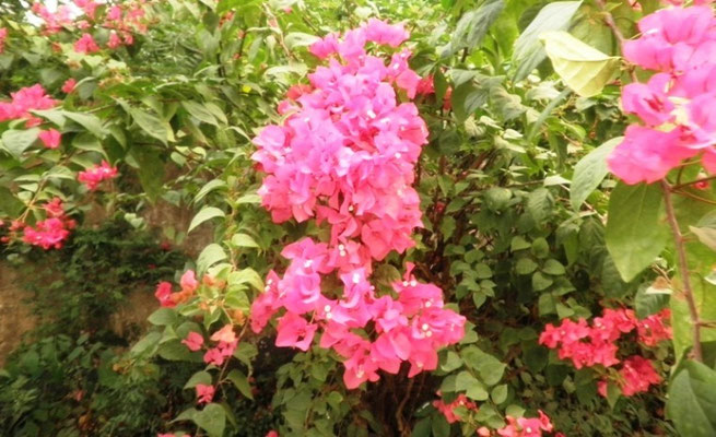 Nature: Bougainvillea / Bonggabilya