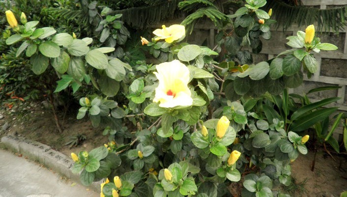 Nature: Hibiscus / Gumamela