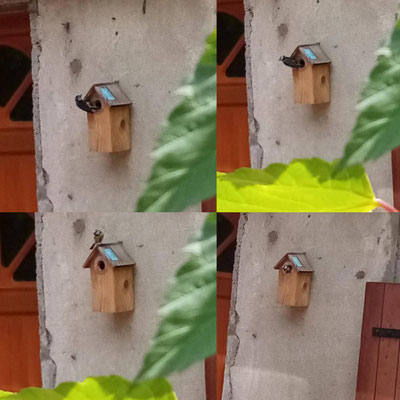 Observation de Mésange charbonnière  Le père et la mère font des allers-retours, en ramenant de la nourriture pour leurs petits.