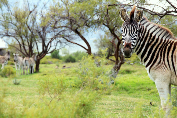 Zebras in Amathunzi