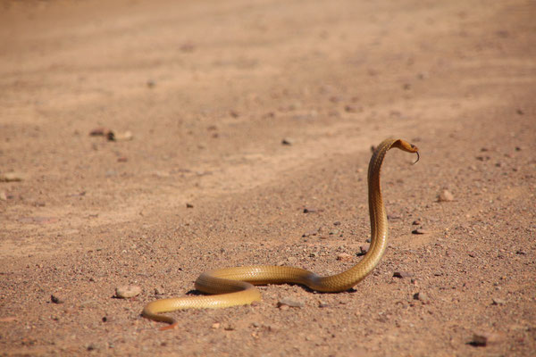 Cape Cobra on the dirt road to Robertson