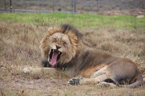 he's chilling and yawning in the Fairy Glen Private Game Reserve in Worcester