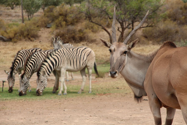 zebras and an eland