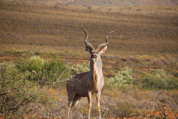 the Kudu