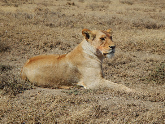 Löwe in der Serengeti / Lion in the serengeti