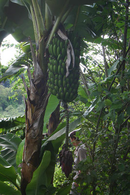Banane im Garten der Endoro Lodge / Banana in the garden of the Endoro Lodge