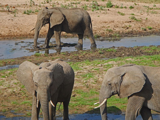 Elefanten im Tarangire / Elephants in Tarangire