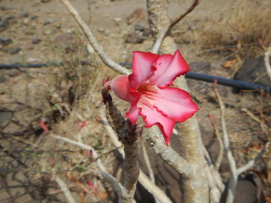 Wüstenrose / Desert rose